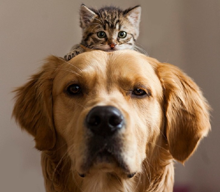 Cats - Dogs - Cute - Photos - Friendship