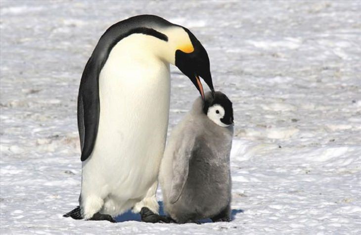 It's Mother's Day in the Animal Kingdom Too!