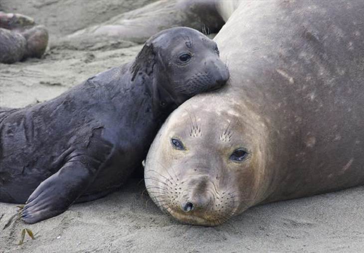 It's Mother's Day in the Animal Kingdom Too!