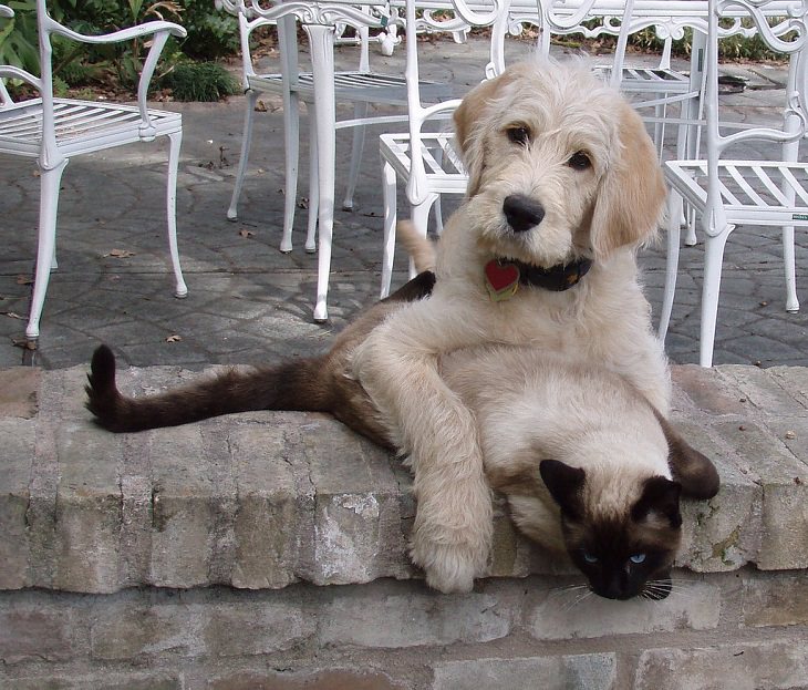 Cats - Dogs - Cute - Photos - Friendship