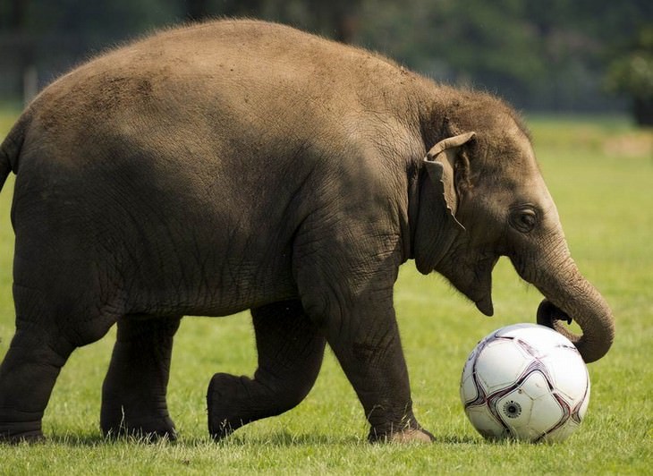 elephants, beautiful, adorable