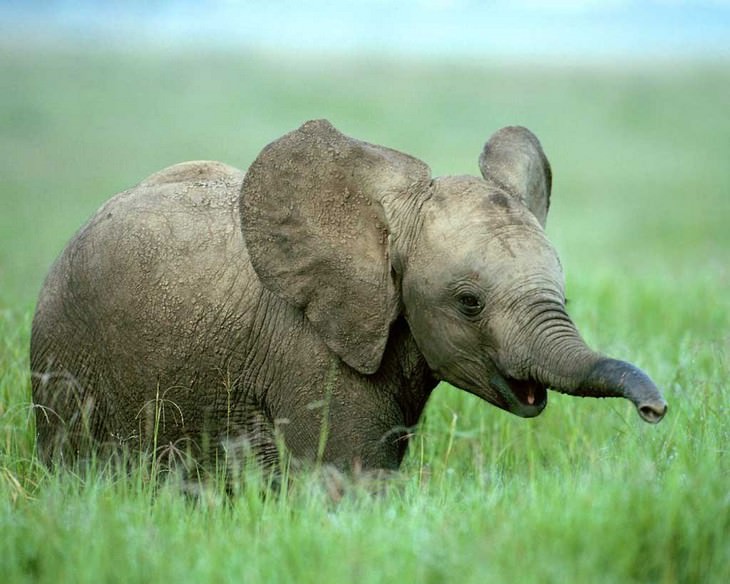 elephants, beautiful, adorable