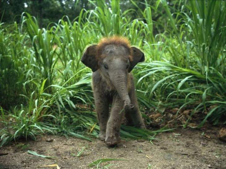 elephants, beautiful, adorable