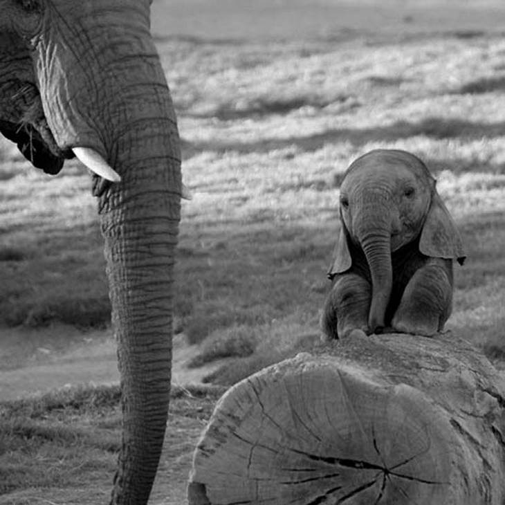 elephants, beautiful, adorable