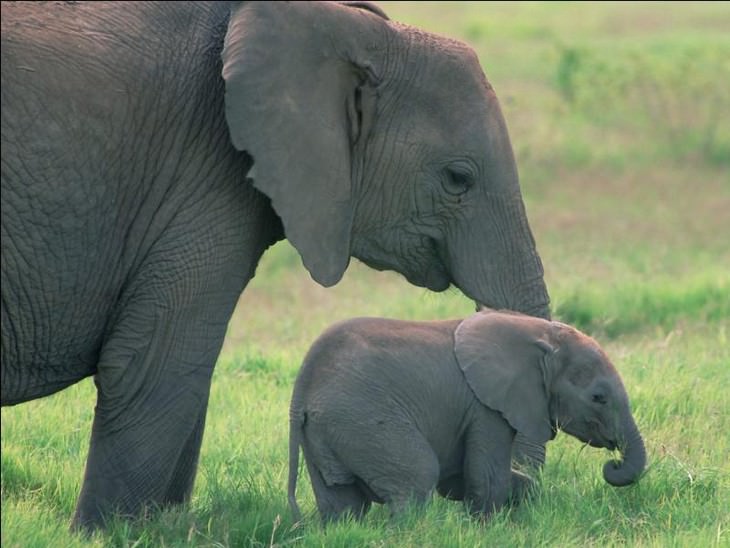 elephants, beautiful, adorable