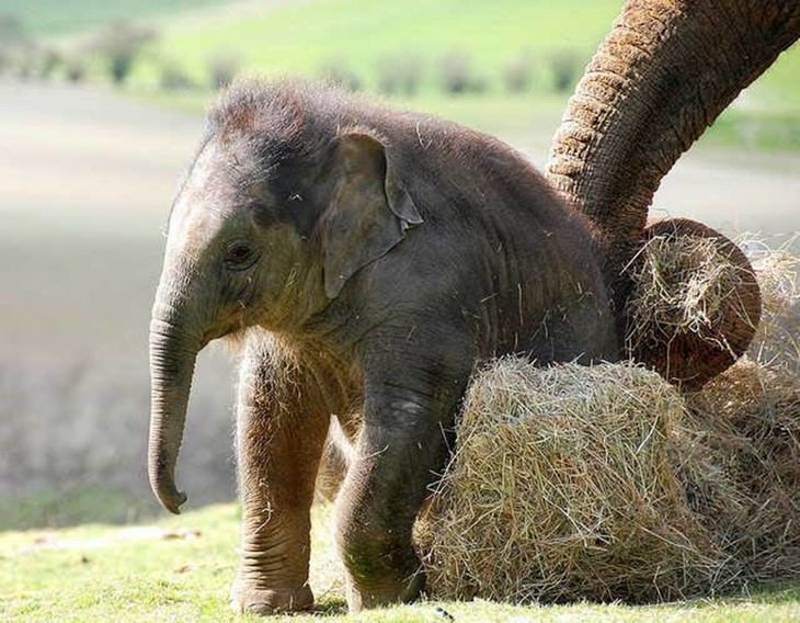 elephants, beautiful, adorable