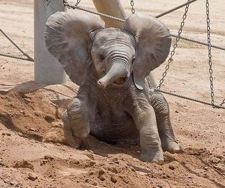 elephants, beautiful, adorable