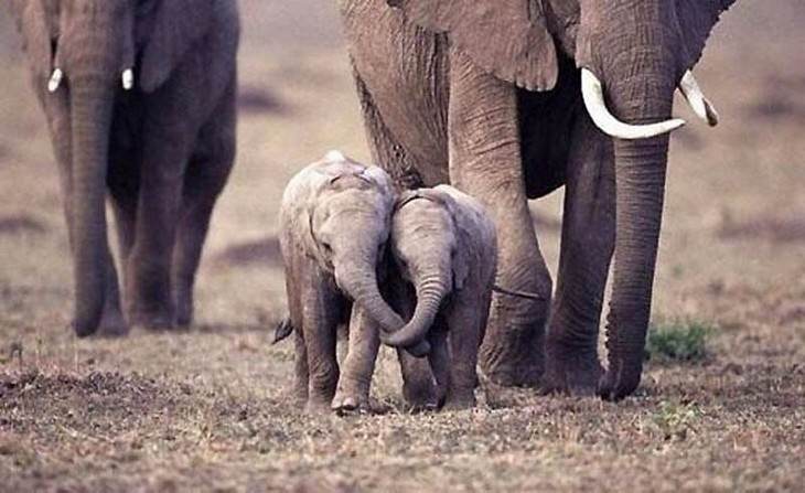 elephants, beautiful, adorable