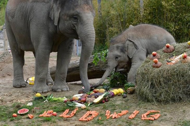 elephants, beautiful, adorable