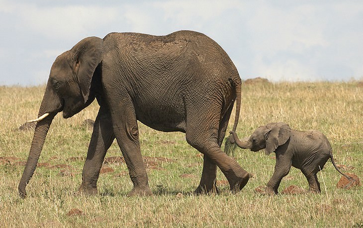 elephants, beautiful, adorable