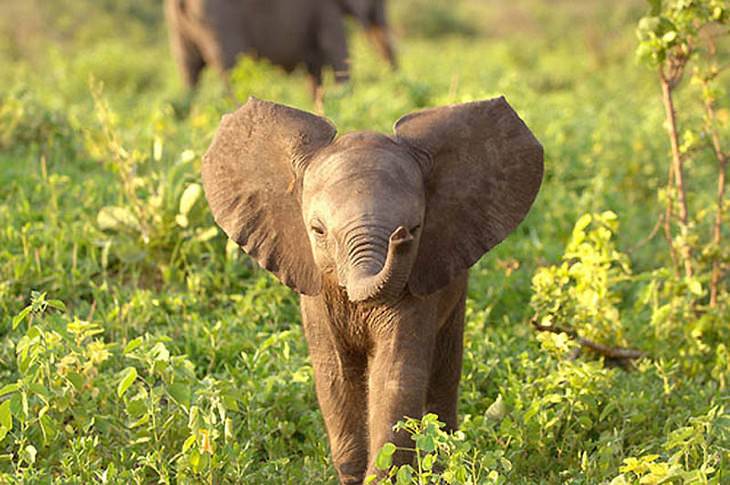 Elephants: The World's Friendliest Giants