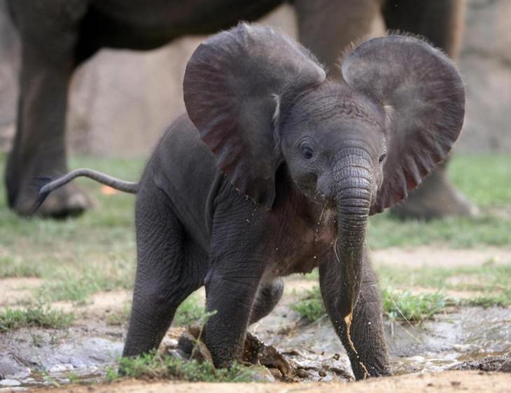 elephants, beautiful, adorable