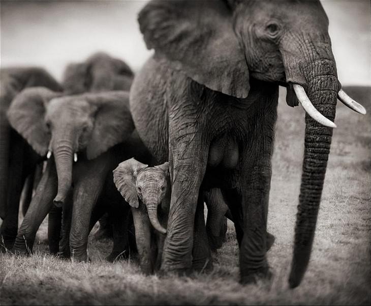 elephants, beautiful, adorable