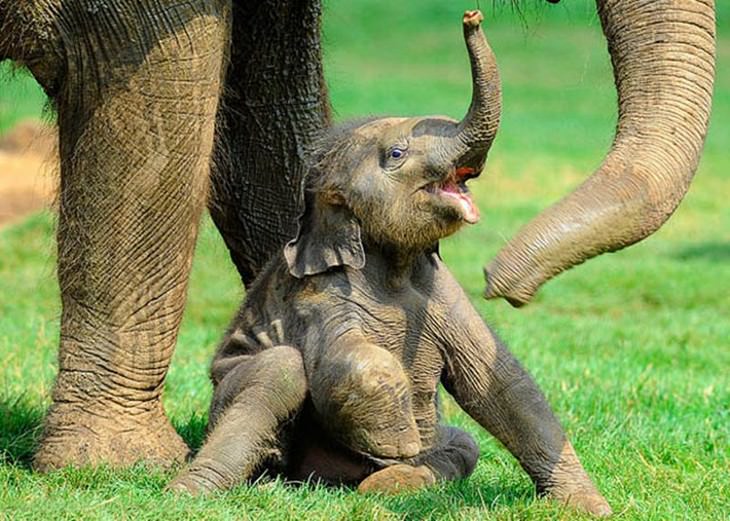 elephants, beautiful, adorable