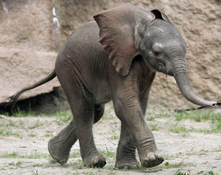 elephants, beautiful, adorable