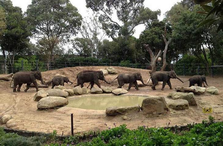 elephants, beautiful, adorable