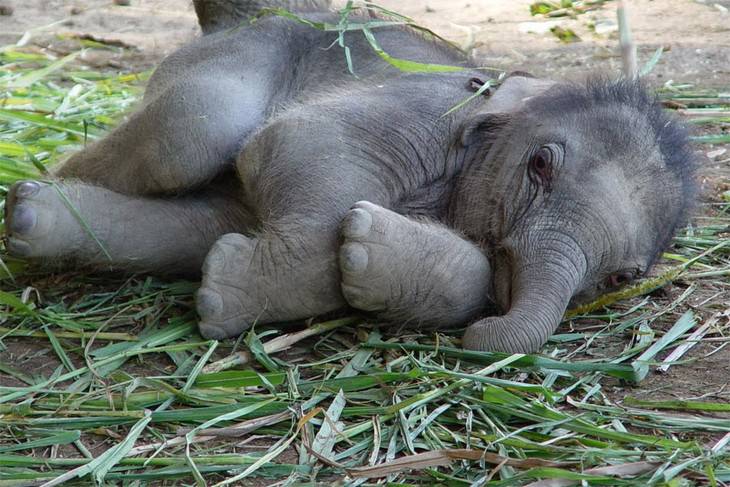 elephants, beautiful, adorable