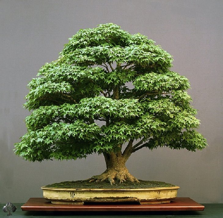 Omiya Yorozuen bonsai tree