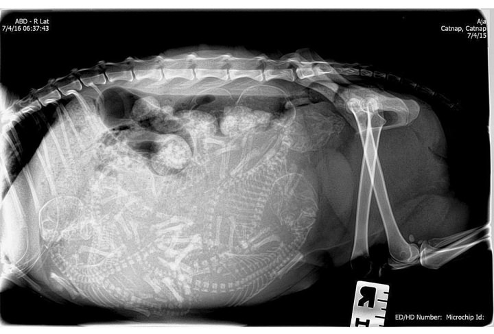 X Rays Of Pregnant Animals