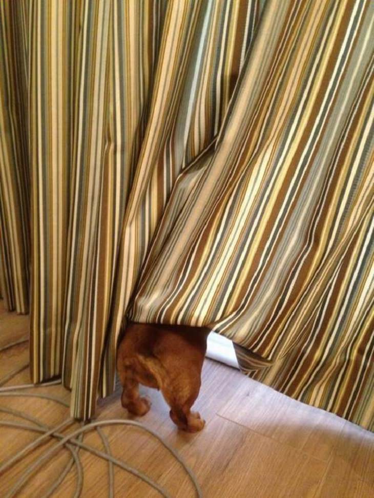 Dogs - Hiding - Funny - Cute