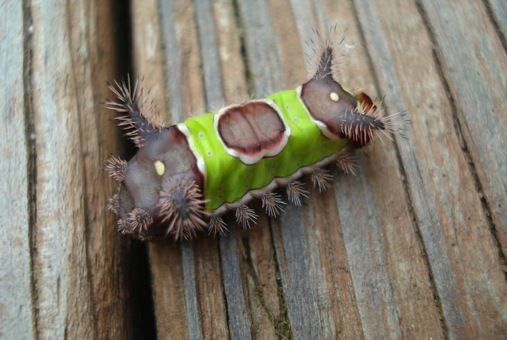 click to turn caterpillars into butterflies and moths