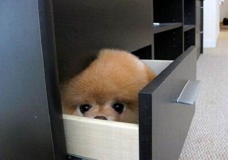 Dogs - Hiding - Funny - Cute