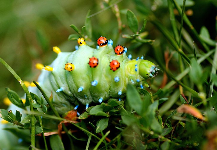 click to turn caterpillars into butterflies and moths