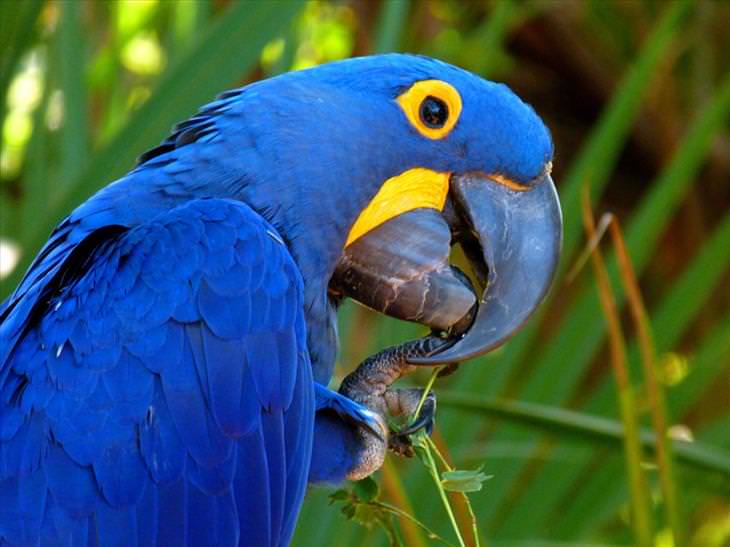 colorful-birds: Hyacinth Macaw