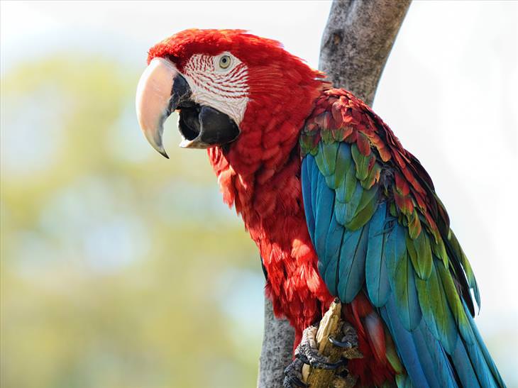 colorful-birds: Green-winged Macaw