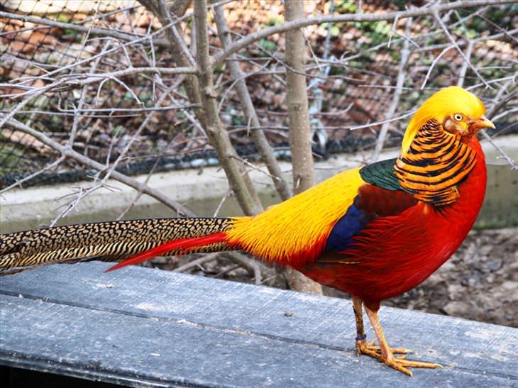 colorful-birds: Golden Pheasant