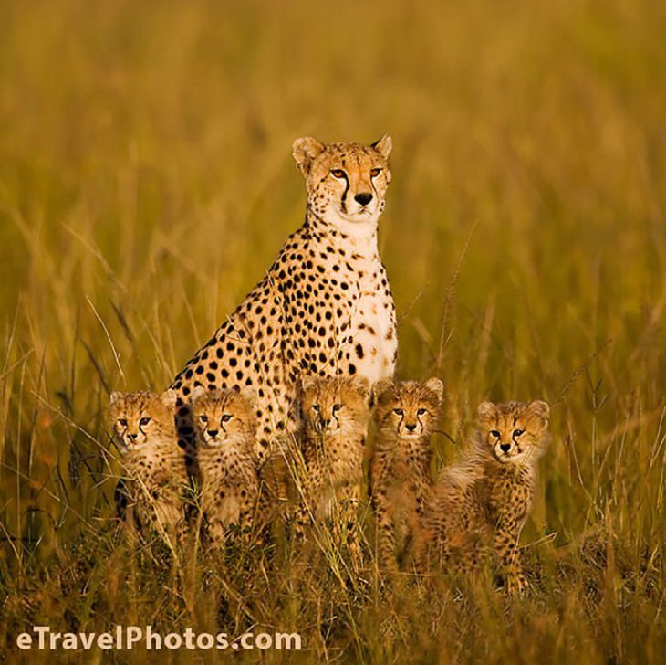 Animals - Family - Photography - Quotes
