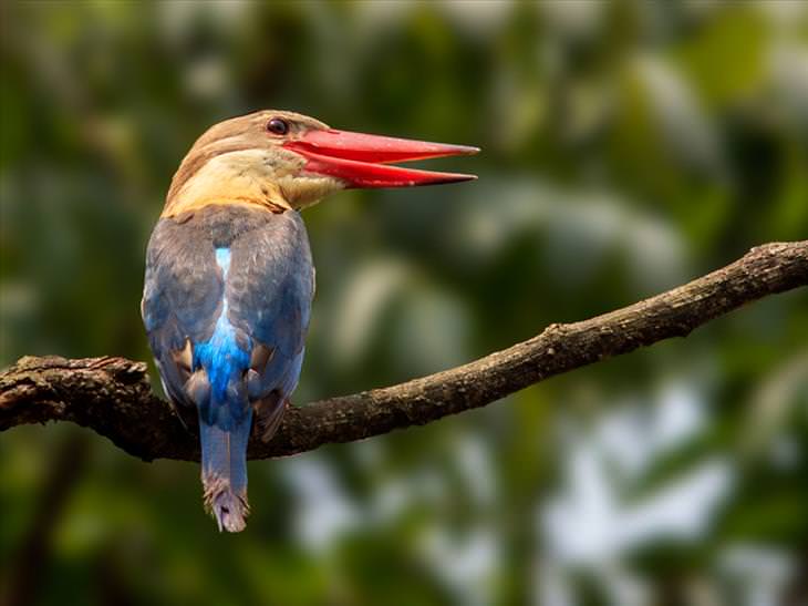 colorful-birds: Stork-billed Kingfisher