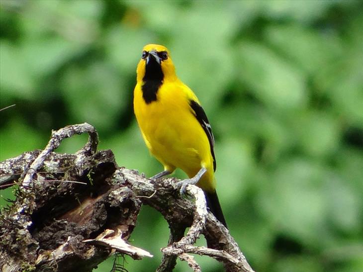 colorful-birds: Yellow Oriole