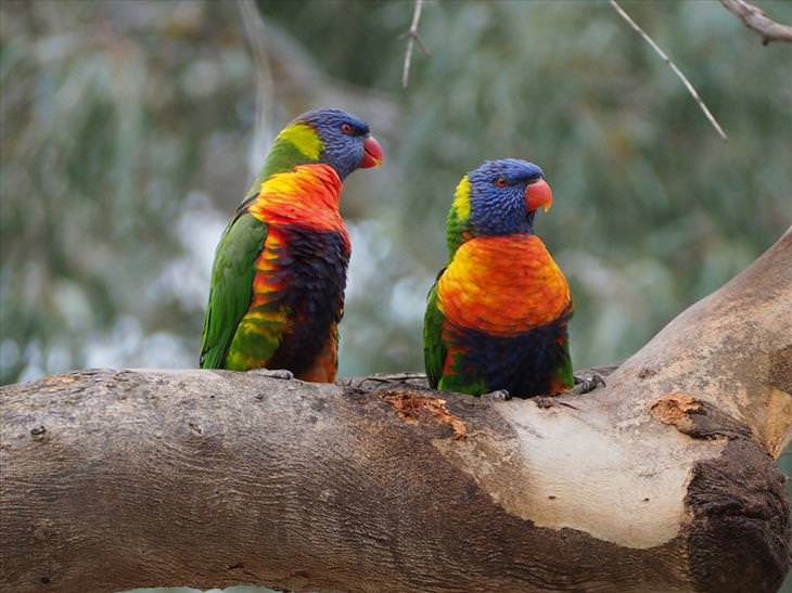 colorful-birds: Rainbow Lorikeet