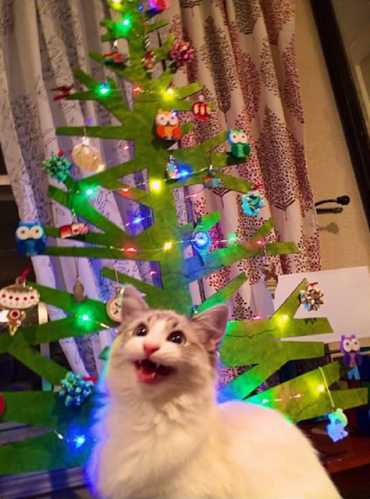 Cats - Christmas - Excited