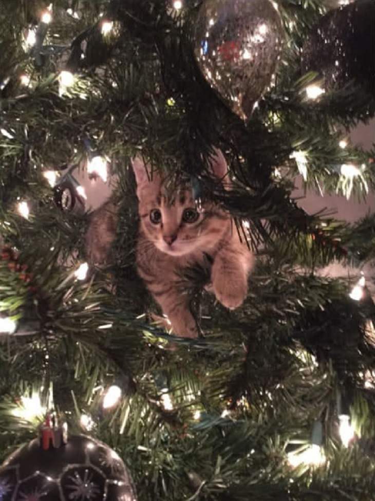 Cats - Christmas - Excited