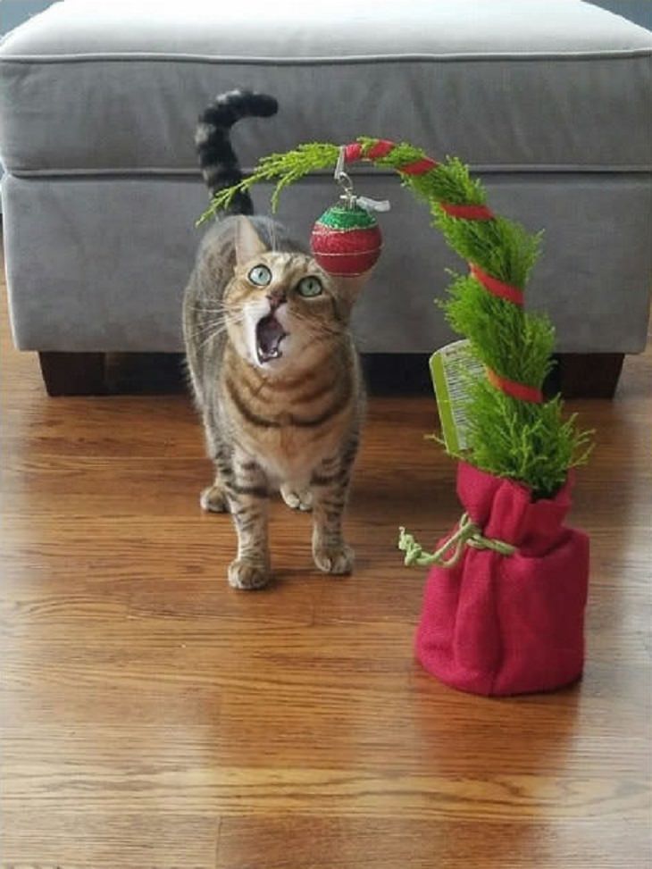 Cats - Christmas - Excited