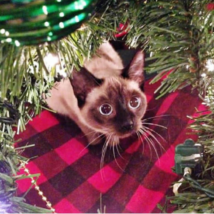 Cats - Christmas - Excited
