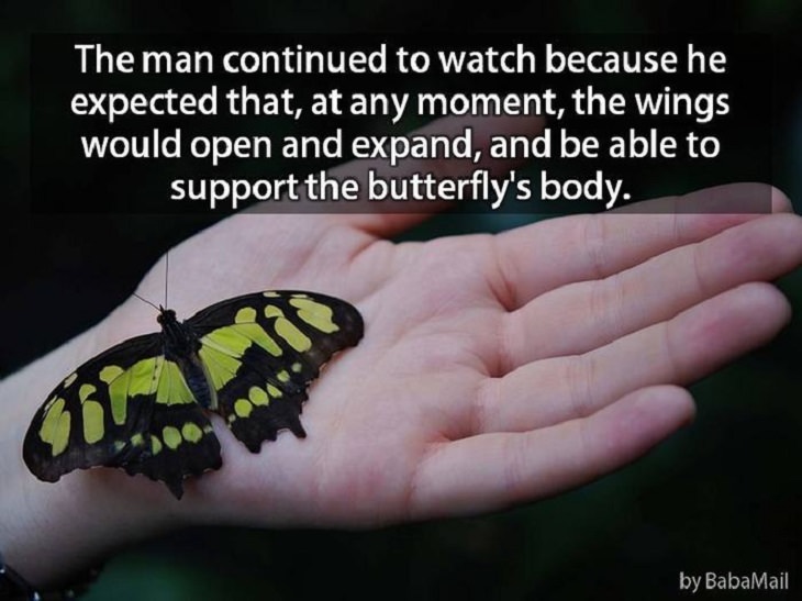 Butterflies - Life Story - Inspiring 