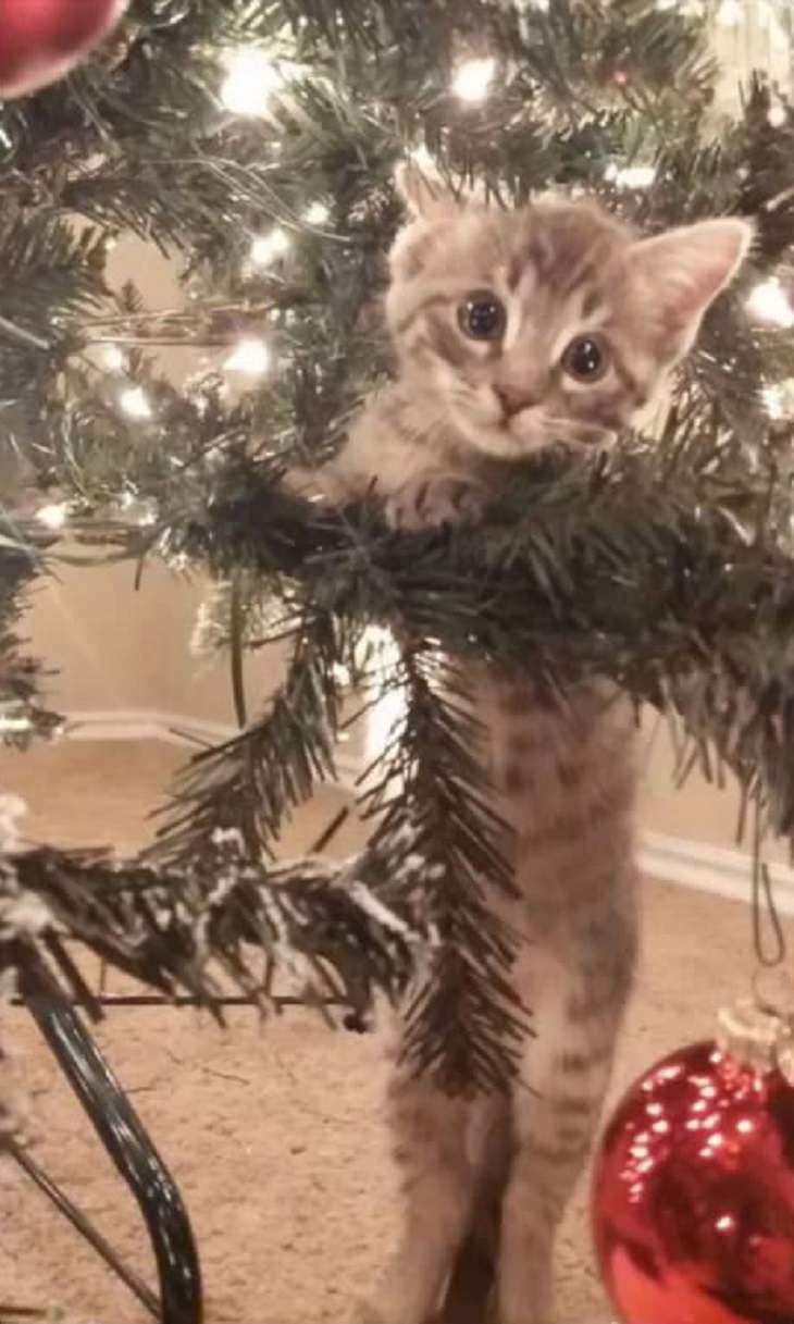 Cats - Christmas - Excited