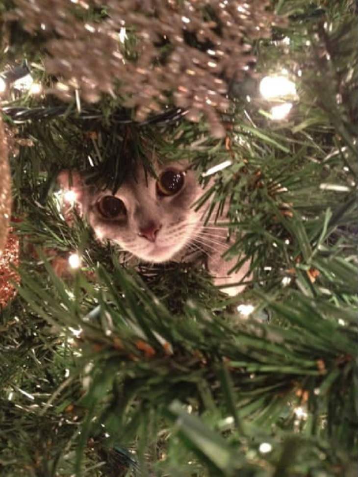 Cats - Christmas - Excited