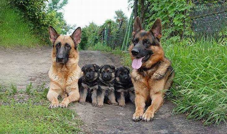These Animal Family Portraits Are Just Too Cute!
