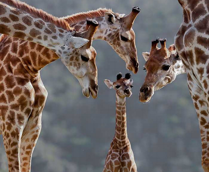 These Animal Family Portraits Are Just Too Cute!