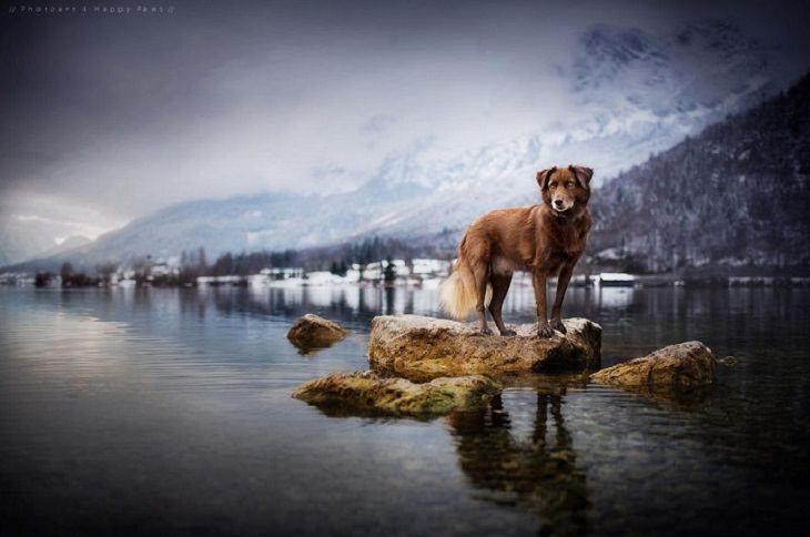 Dogs - Breathtaking - Photography