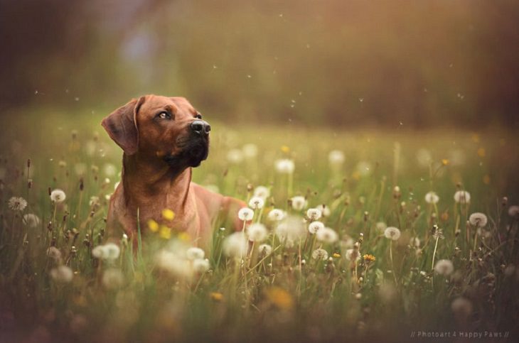 Dogs - Breathtaking - Photography