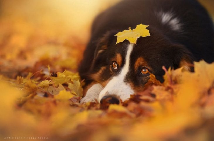 Dogs - Breathtaking - Photography