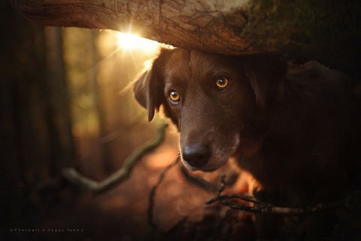 Dogs - Breathtaking - Photography