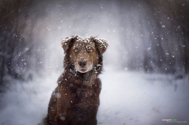 Dogs - Breathtaking - Photography