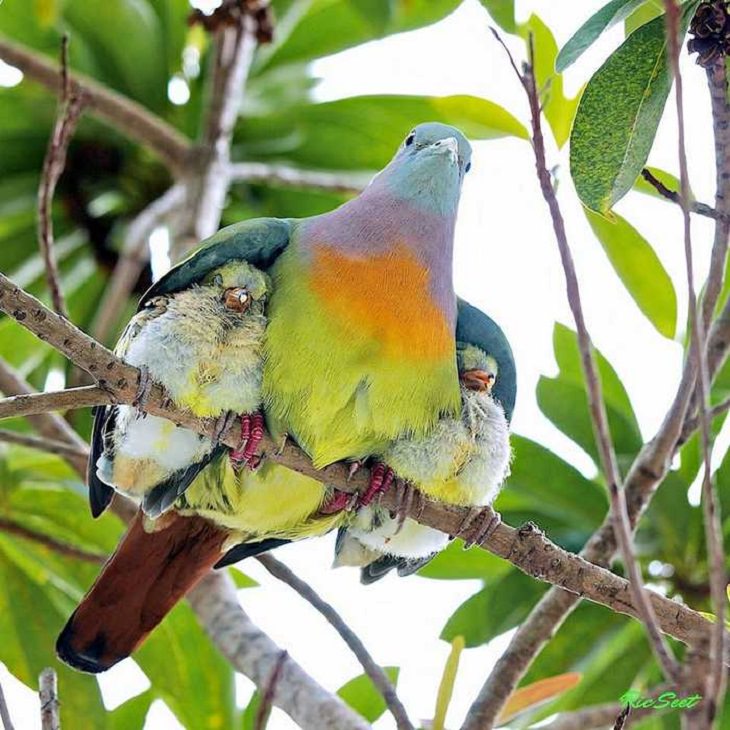 Animals - Families - Beautiful