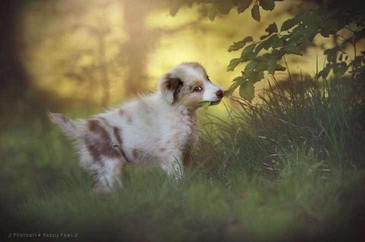 Dogs - Breathtaking - Photography